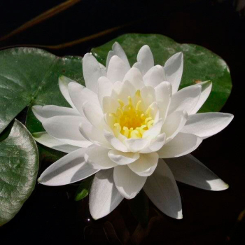 Preview: 2er Set verschiedene Seerosen